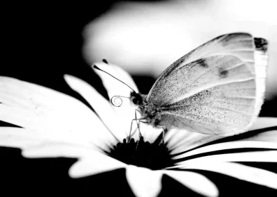 Gianni Bodo Hurricanes and Butterflies